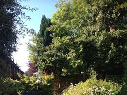 Others need to be checked for any nests. Garden Tidy Up Service Hedges Bushes Wingerworth Chesterfield