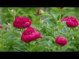 Zu viel stickstoff begünstigt die entstehung von pilzkrankheiten. Pfingstrosen Richtig Pflegen Schneiden Dungen