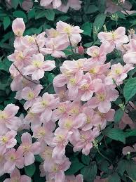 The flowers are produced in november and december and if the plant is cut back hard after the first flush is over it will flower again in february and march. Berg Waldrebe Mayleen Clematis Montana Mayleen