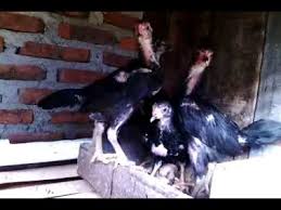 Anak Ayam Bangkok Umur 1 Bulan 26 Hari Youtube
