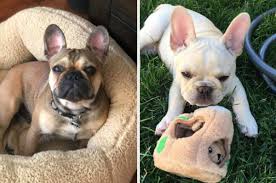 ☺ click the link visit to find out more! 20 Things From Amazon That French Bulldog Owners Swear By