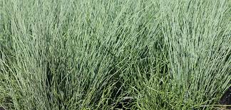 Image result for Juncus exsertus