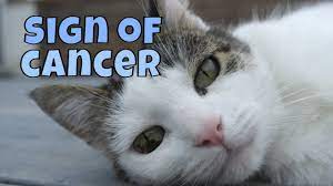 Attaches itself to the tissue under the skin in that area; Warning Signs Of Lung Cancer In Cats Youtube