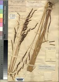 Image result for Urochloa jubata