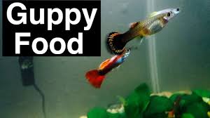 Pin On All About Guppies