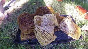 Maybe you would like to learn more about one of these? Bryan S Bees Santa Barbara Bee Removal Rescue