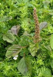 Image result for Amaranthus blitum