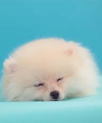 Micro teacup pomeranian, pomeranian puppy for sale, pet puppy, micro teacup puppies, baby pomeranian, teacup dogs, white pomeranian, tiny puppies, cute puppies. Teacup Puppy Rspca Warning