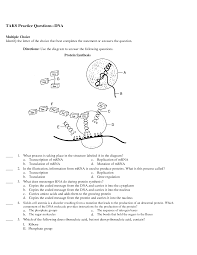 Dna Replication Diagram Worksheet Dna Replication Dna