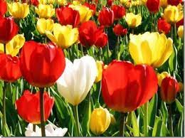 Netherlands Unofficial National Flower The Tulip Is A Perennial Bulbous Plant With Showy Flowers In The Gen Flowers Oriental Lilies Bouquet Bulbous Plants