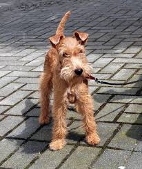 our adopted dog is part schnauzer and we think this is her other part lakeland terrier cutemen lakeland terrier dog friends irish terrier