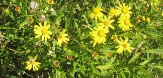 Image result for Brillantaisia madagascariensis