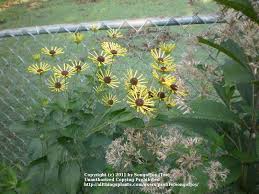 In general appearance, the flowers are very similar to those of r. Photo Of The Entire Plant Of Sweet Coneflower Rudbeckia Subtomentosa Henry Eilers Posted By Songofjoy Garden Org
