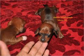 Look at pictures of dachshund puppies in georgia who need a home. Dachshund Puppy Dog For Sale In Athens Georgia