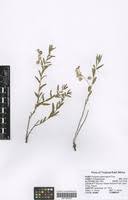Image result for Polygala sphenoptera