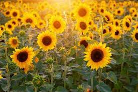 View gallery 25 photos maple lawn farms. Best Places To Walk Among Sunflowers Todoontario