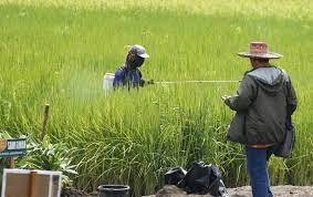 Bantuan Di Sektor Pertanian Bagaimana Dampaknya Buat Petani