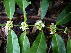 Image result for Polysphaeria multiflora
