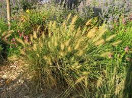 Image result for Hirpicium gracile