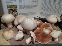Champignons Roses Des Pres De Mon Jardin Www Passionpotager Canalblog Com Champignon Comestible Champignon Petits Plats