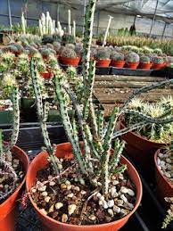 Best voted greenhouses, plants & nurseries in tucson, arizona. 20171213 Euphorbia Aeruginosa Miniature Saguaro Bach S Flickr