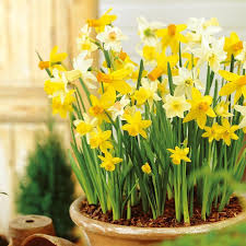 Pin On January Wedding Flowers In Season Uk Winter Inspiration