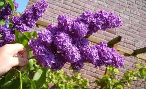 Lilac bush care where to plant a lilac. Everything You Need To Know About Lilac Bushes