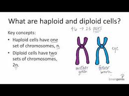 Humans, and many other organisms, are diploid organisms. Haploid Cell Function And Formation In Humans Teaching Biology Science Biology Life Science