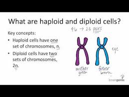Haploid cells are the result of the meiosis process, a type of cell division in which diploid cells divide to in meiosis, a diploid cell divides twice to produce 4 haploid daughter cells. Haploid Cell Function And Formation In Humans Teaching Biology Science Biology Life Science