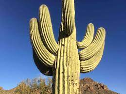 How old is a 16 inch tall saguaro? Things To Know About The Saguaro Cactus