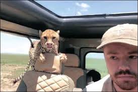 Captive cheetahs being exploited