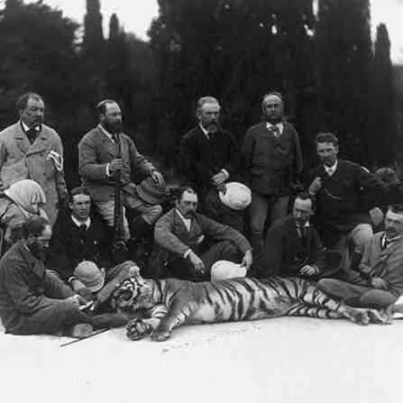 Tiger hunting was a favorite pastime of the British (and Indian royals). According to one estimate, there were 40,000 tigers in India at beginning of the 20th century and by 1964 their