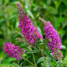 Pin By Joan Yarnell On Flower Love Spring Hill Nursery Butterfly Bush Flowering Shrubs