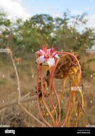 Image result for Strophanthus eminii