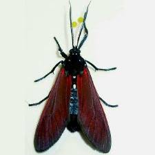 Image result for Empogona sp. A