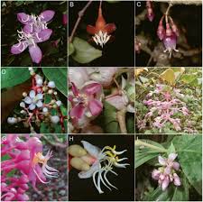 Image result for Warneckea sp.