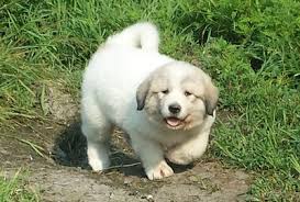We offer a wide selection of high quality and affordable pet grooming supplies. Housman Great Pyrenees Home