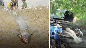 Ein ungewöhnliches video aus düsseldorf sorgt im internet für aufsehen: Thailand Anwohner Retten Riesige Welse Aus Ausgetrocknetem Wasserreservoir Stern De