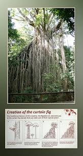 Image result for Ficus virens