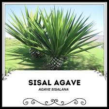 Image result for Agave sisalana