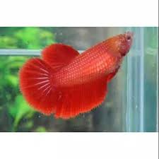 Cupang blue rim yang bagus. Ikan Cupang Halfmoon Super Red Female Betina Shopee Indonesia