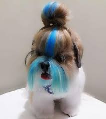 Human hair dyes contain hydrogen peroxide or bleach to lift the natural color. Dog Hair Dye Innocent Blue Pd05 Dog Hair Dye Creative Grooming Dyed Hair