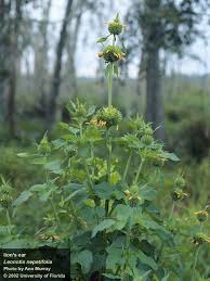 Image result for Leonotis decadonta