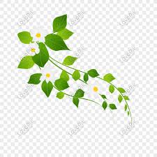 Download flowering vine images and photos. Cartoon Little White Flower Vine Png Image Picture Free Download 401569647 Lovepik Com
