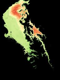 Image result for Cassipourea ruwensorensis