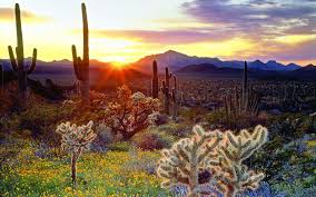 Hd Desktop Wallpapers Widescreen Catus In The Sunset Cacti At Sunset American Southwest Stills Images Pictures Photos Desert Sunset Sunset Wallpaper Scenery