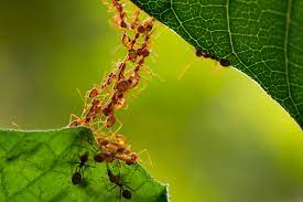 Their name eludes me at the. Homemade Pesticides To Get Rid Of Ants