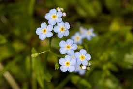 What flower symbolizes self love. 16 Flowers With Astonishing Meanings Floral Symbolism