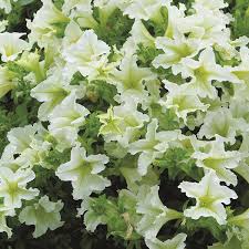 There are 5448 lime green plant for sale on etsy, and they cost $16.19 on average. Petunia Surfinia Lime Plants From Mr Fothergill S Seeds And Plants