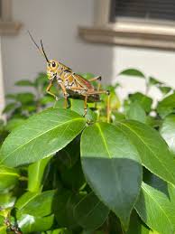 Maybe you would like to learn more about one of these? Lubber Grasshopper Reddit Post And Comment Search Socialgrep